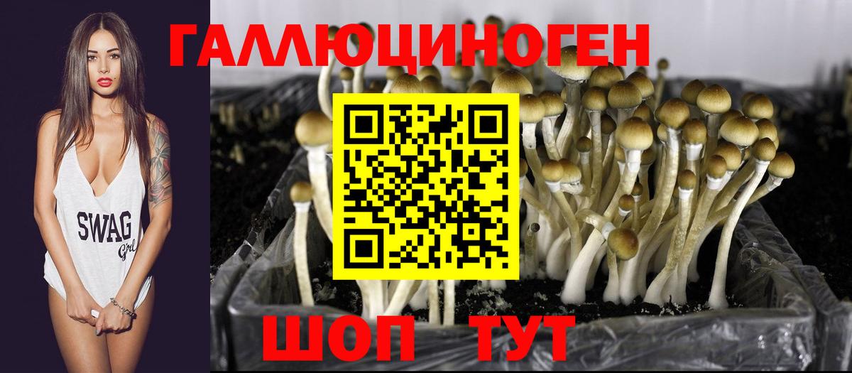 Псилоцибиновые грибы Psilocybe Курчалой